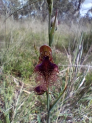 Calochilus robertsonii