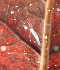 Hydra oligactis