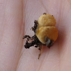 Enchytraeidae