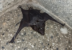 Saccolaimus saccolaimus