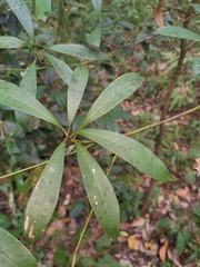 Machilus