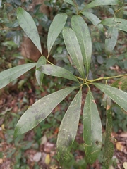 Machilus