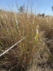 Bothriochloa