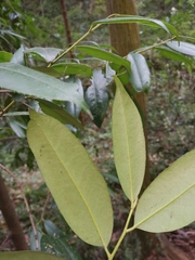 Ilex latifolia