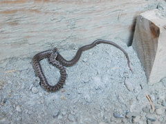 Coluber constrictor mormon