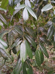 Ilex latifolia