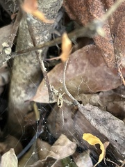 Uloborus