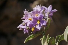 Solanum crispum