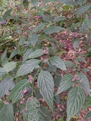 Strobilanthes dimorphotricha