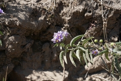 Solanum crispum