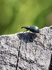 Coleoptera
