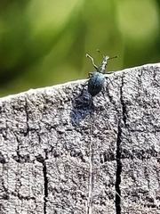 Coleoptera