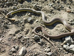 Coluber constrictor mormon