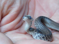 Coluber constrictor mormon