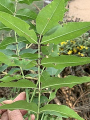 Zanthoxylum clava-herculis