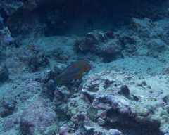 Thalassoma trilobatum