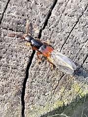 Staphylinidae