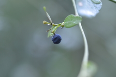 Cocculus diversifolius
