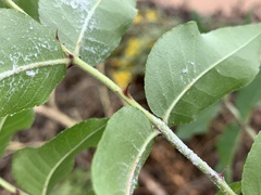 Zanthoxylum clava-herculis