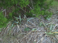 Yucca pallida