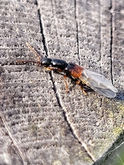 Staphylinidae