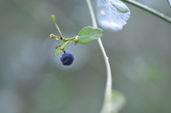 Cocculus diversifolius