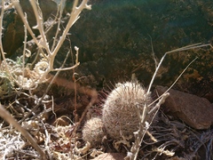 Mammillaria grahamii