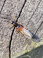 Staphylinidae