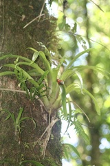 Tillandsioideae