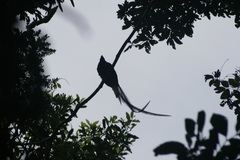 Pharomachrus mocinno