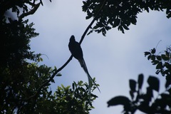 Pharomachrus mocinno