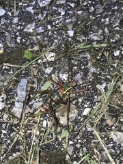 Barbitistes serricauda