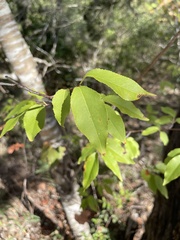 Prunus serotina