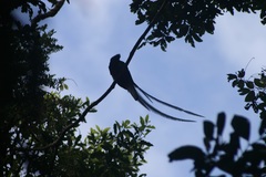 Pharomachrus mocinno