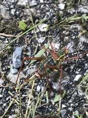 Barbitistes serricauda