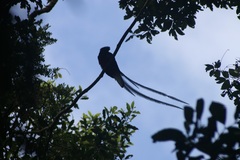 Pharomachrus mocinno