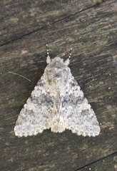 Polymixis rufocincta