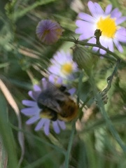 Melissodes dentiventris