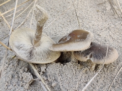 Melanoleuca cinereifolia