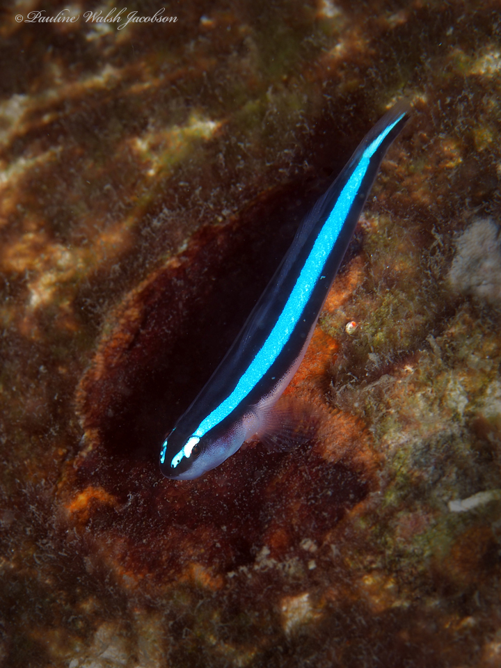 Photo de Goby nettoyeur bleu (Elacatinus oceanops)