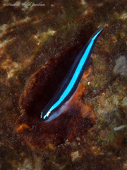 Elacatinus oceanops