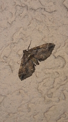 Pelurga comitata