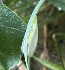 Chrysopa nigricornis