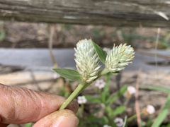 Gomphrena serrata