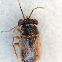 Geocoris