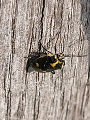 Eurydema oleracea