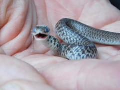 Coluber constrictor mormon