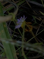 Melissodes dentiventris