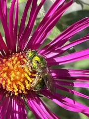 Augochlora pura