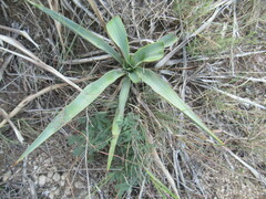 Yucca pallida